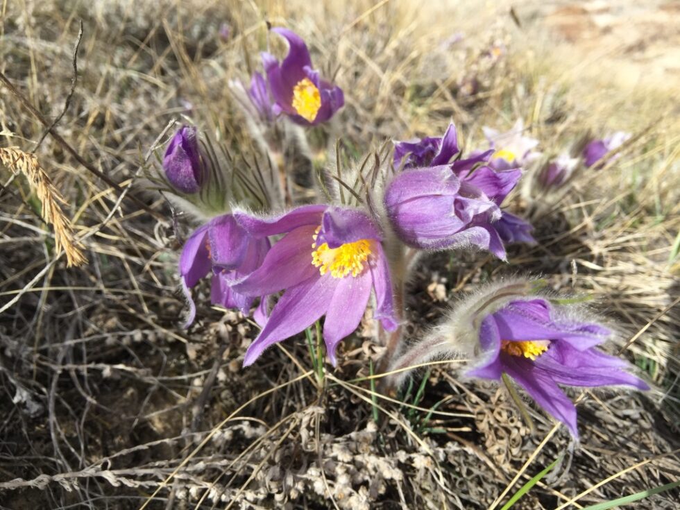 Prairie Crocus | Project: Plant ID
