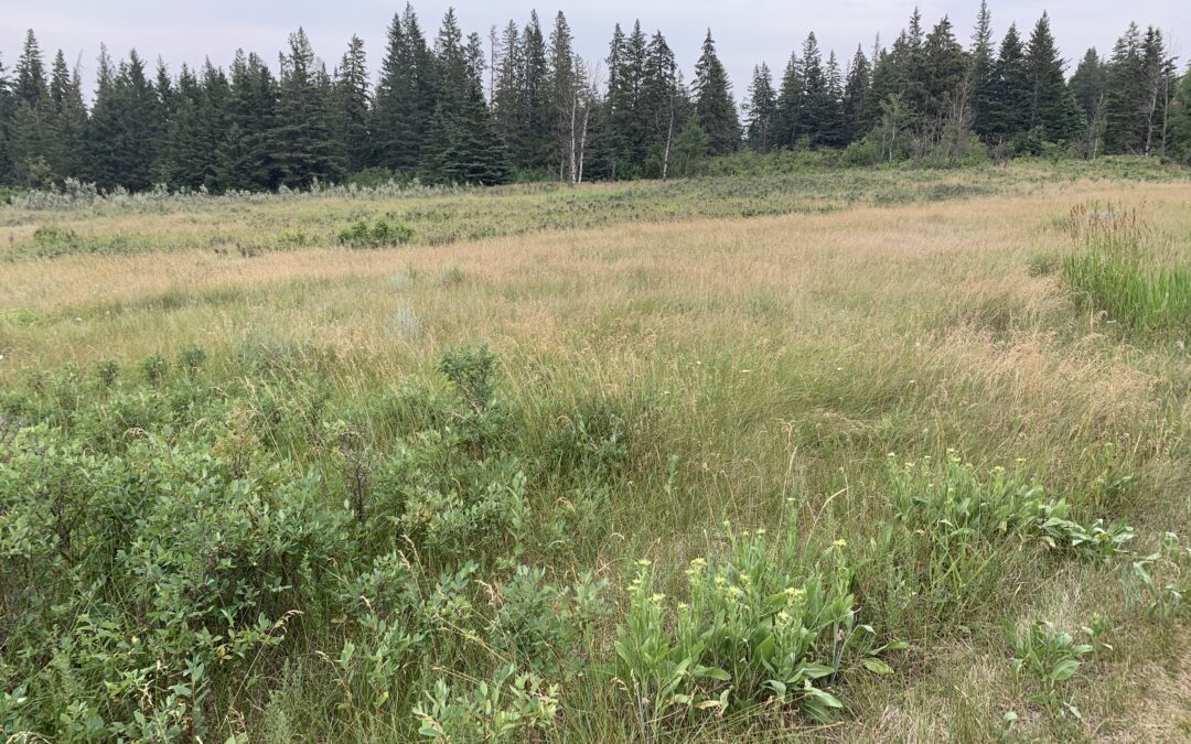 The 2025 List of Plants Observed in Big Knife Provincial Park